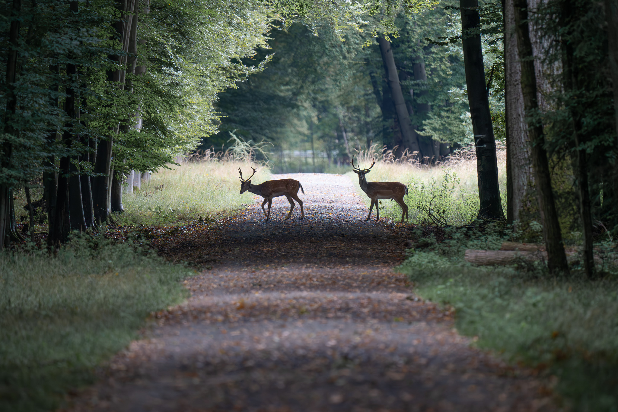Auf Entdeckungstour im Frankfurter Stadtwald – meine Begegnungen mit der Tierwelt